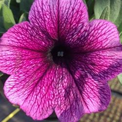 Jardi-fleurs Feillens, - Horaires d'ouverture