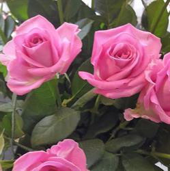 MARBRERIE PIERRARD FLEURS, Vouziers - Horaires d'ouverture