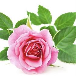 Wassy Fleurs, - Horaires d'ouverture