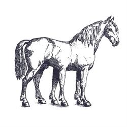 des cheval, Tours - Horaires d'ouverture