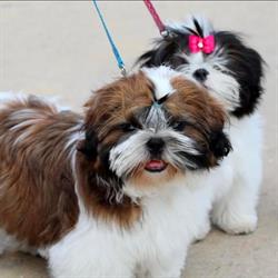 Style Canin, Thionville - Horaires d'ouverture