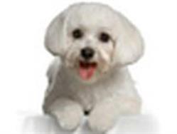 Beaute Canine, Beauvais - Horaires d'ouverture