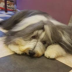 Cani curling ( segolene), Calais - Horaires d'ouverture