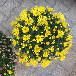 Le Chant des Fleurs, Pierre-de-Bresse - Horaires d'ouverture