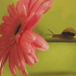 Le Jardin Fleuri, Dammarie-les-Lys - Horaires d'ouverture