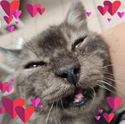 Clinique Vétérinaire du Dahut, Groisy - Horaires d'ouverture