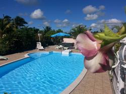 Les Orchidées de Sainte Anne, Sainte-Anne - Horaires d'ouverture
