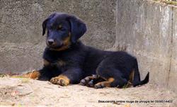 beaucerons l'ombre rouge de Phrygie, Bélis - Horaires d'ouverture