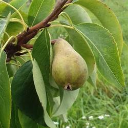 VERGER O'TY FRUITS, La Bouëxière - Horaires d'ouverture