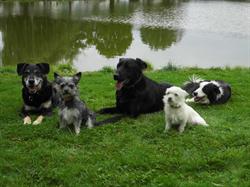 Doggy-service, Saint-Saturnin-du-Limet - Horaires d'ouverture