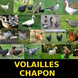 VOLAILLEs CHAPON 104 VELOBERT, Corps-Nuds - Horaires d'ouverture