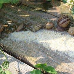Escargots La Dominette, Le Pradet - Horaires d'ouverture