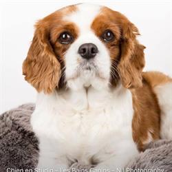 Bains Canins (Les), Cannes - Horaires d'ouverture