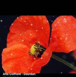 Salon Alta coiffure, Dourdan - Horaires d'ouverture