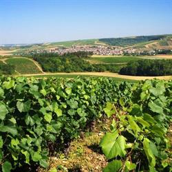Cave de la Tourelle, Saint-Bris-le-Vineux - Horaires d'ouverture