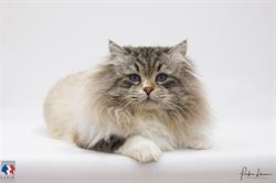 chatterie de la griffe siberian, Villemur-sur-Tarn - Horaires d'ouverture