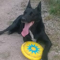 J'AIME MON CHIEN, Naizin - Horaires d'ouverture