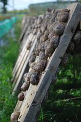 Les escargots de la Colme, Looberghe - Horaires d'ouverture