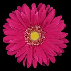 Avalanche Fleurs, Carpentras - Horaires d'ouverture