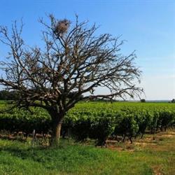 Suire Isabelle, Berrie - Horaires d'ouverture