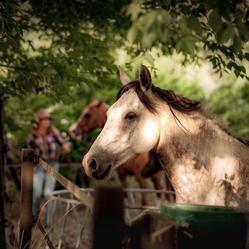 Ranch Amadeus, Saint-Paul-en-Born - Horaires d'ouverture