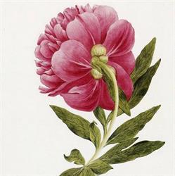 "Pivoine", Fralignes - Horaires d'ouverture