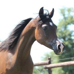 Siard Arabians, Montauban-de-Bretagne - Horaires d'ouverture
