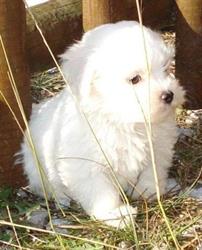Coton de tulear d'aquitaine – Elevage de coton de tuléar, Magescq - Horaires d'ouverture