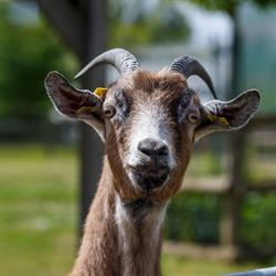 Ferme Pédagogique - Serres Municipales, Rosny-sous-Bois - Horaires d'ouverture