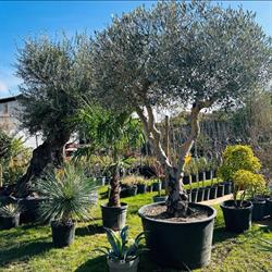 Bobillon Arnaud, Saint-Albain - Horaires d'ouverture