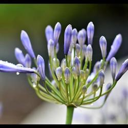 horticulteur spilers, La Pyle - Horaires d'ouverture