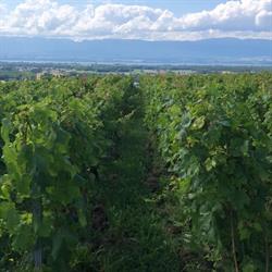 Domaine de Senoche, Ballaison - Horaires d'ouverture
