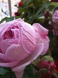 Rose des Arts, L'Isle-sur-la-Sorgue - Horaires d'ouverture