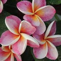 Secrets de Jardin, Dompierre-sur-Charente - Horaires d'ouverture