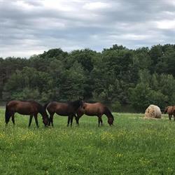 Galop Immo, Maisons-Laffitte - Horaires d'ouverture