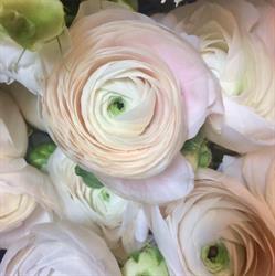 La Serre Fleurs et Jardins, Granville - Horaires d'ouverture