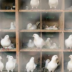 Flandre Pigeonneau GAEC, Steenvoorde - Horaires d'ouverture