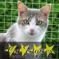 Cat Etoiles, Tinqueux - Horaires d'ouverture
