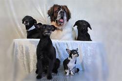 AU CHIEN CHIC, Argenteuil - Horaires d'ouverture