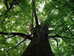 Arboretum Roger de Vilmorin, Verrières-le-Buisson - Horaires d'ouverture