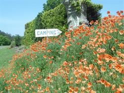 Camping Des Forges, Ychoux - Horaires d'ouverture