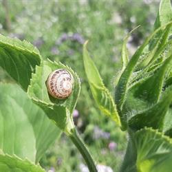 L'Escargot d'Yssi, Yssingeaux - Horaires d'ouverture