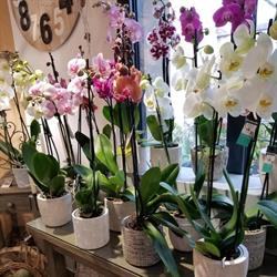 Fleurs D'Aujourd'Hui, Aigrefeuille-sur-Maine - Horaires d'ouverture