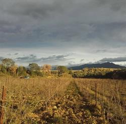 Domaine Les Conques, Villemolaque - Horaires d'ouverture