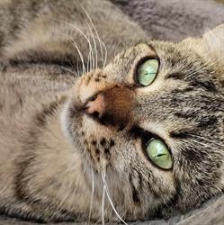 Association Defense Des Animaux, Saint-Chamond - Horaires d'ouverture