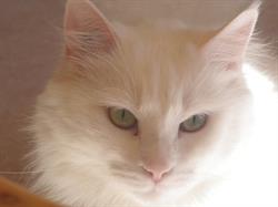 L'Ecole Du Chat, Le Havre - Horaires d'ouverture