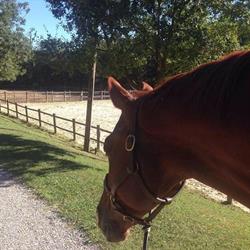 Poney Club de Barny, Beauvallon - Horaires d'ouverture
