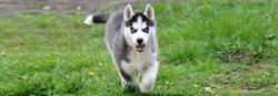 Husky du Vercors, Sainte-Eulalie-en-Royans - Horaires d'ouverture