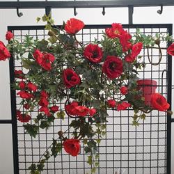 Couleur coquelicot, Saint-Maximin-la-Sainte-Baume - Horaires d'ouverture