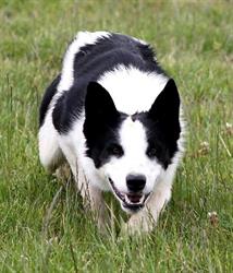 Rhône-Alpes Border Collie, Saint-Romain-de-Surieu - Horaires d'ouverture